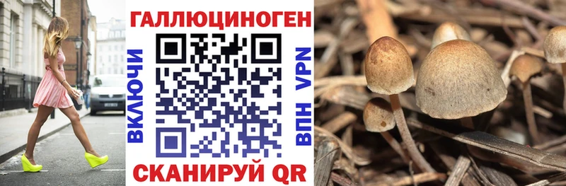 Купить  Пестово  Псилоцибиновые грибы мицелий 